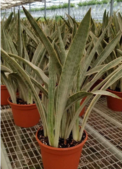 Sayuri Sansevieria